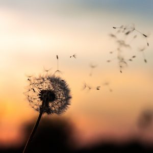 dandelion against sunset